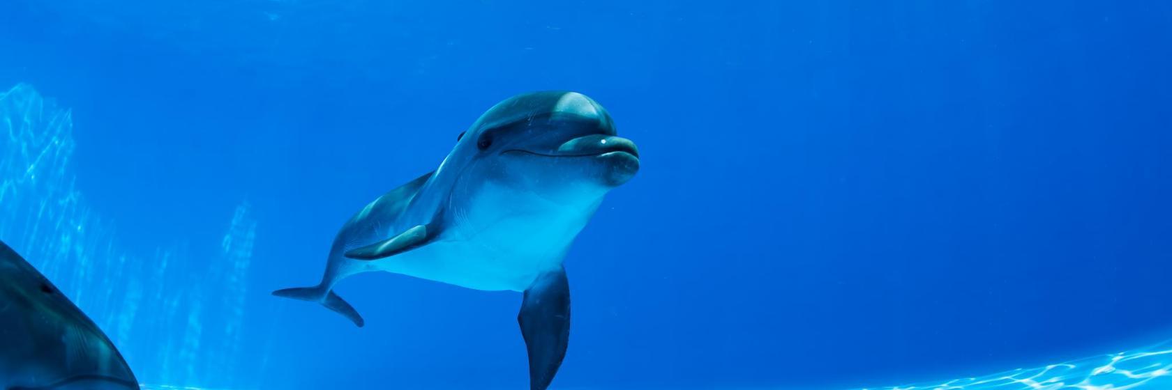 Parc aquatique Dolphin Resort